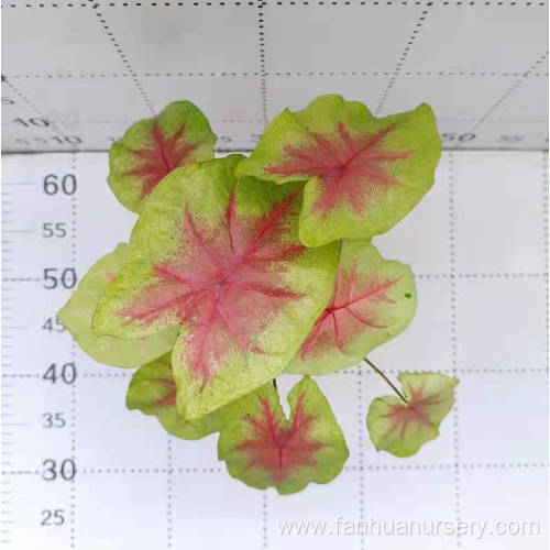 caladium xiantao in discount